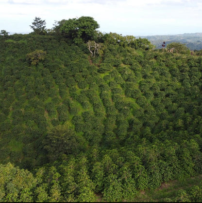 Colombia Guava Banana, Natural Anaerobic - Light Roast Coffee