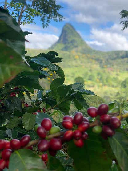 Honduras Finca La Unica Red Honey Coffee – Unique & Flavorful